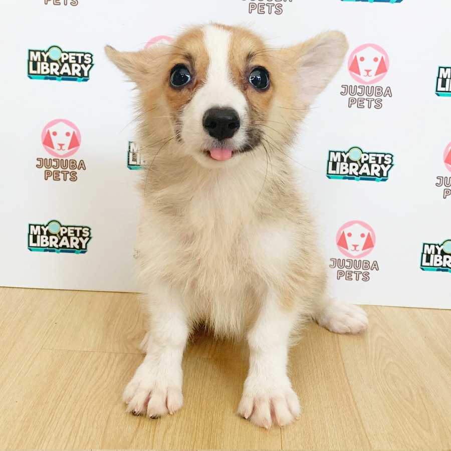 Welsh Corgi Puppy (Female) For Sale