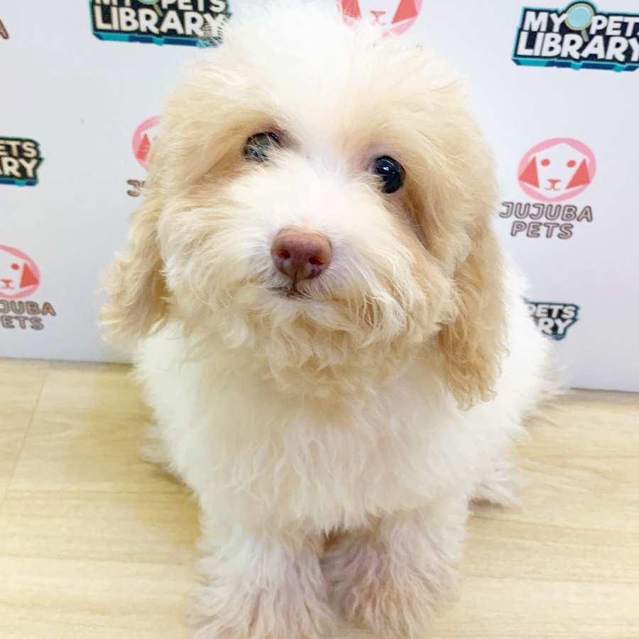 Toy Poodle Puppy (Female) For Sale