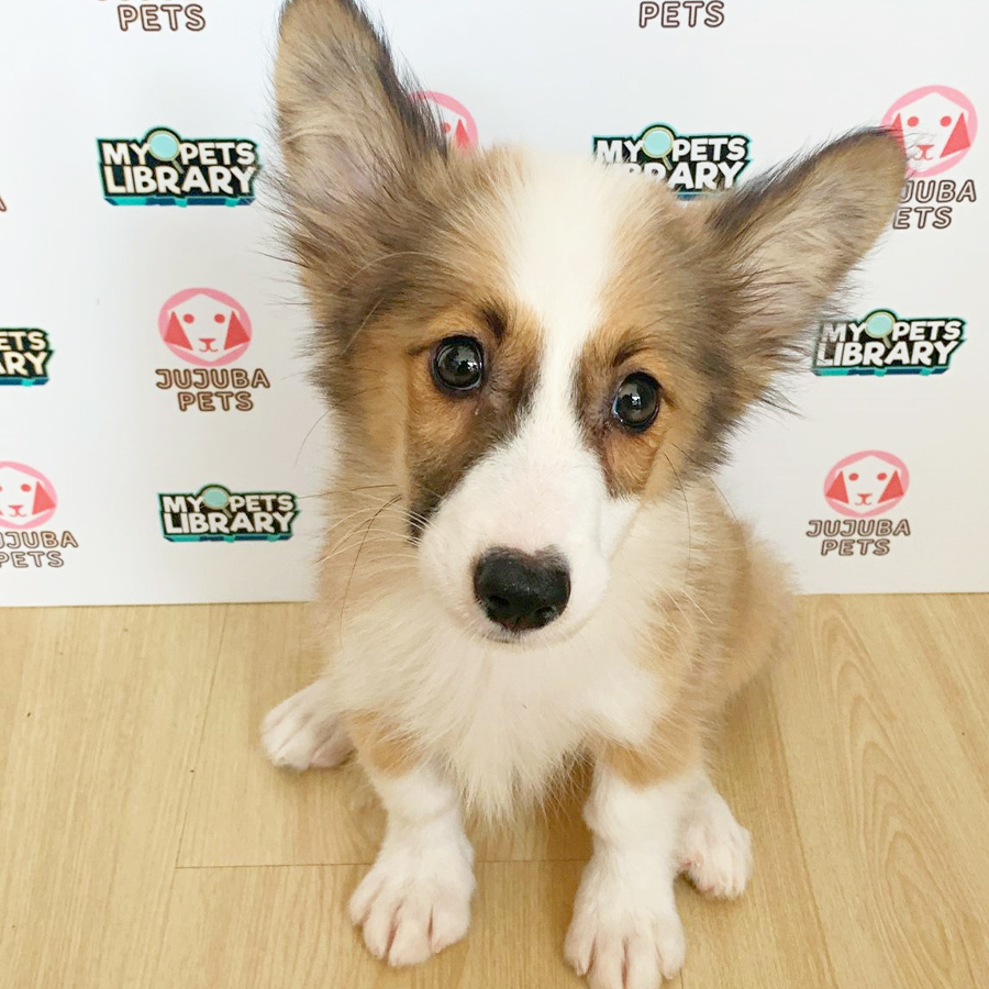 Welsh Corgi Puppy (Male) For Sale