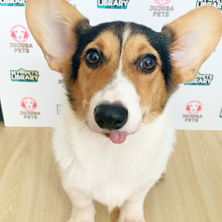 Welsh Corgi Puppy (Female) For Sale