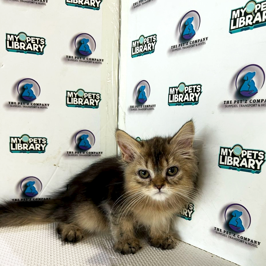 British Longhair Kitten (Male) For Sale