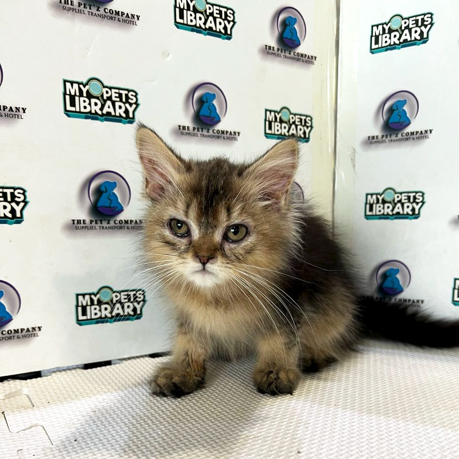 British Longhair Kitten (Male) For Sale