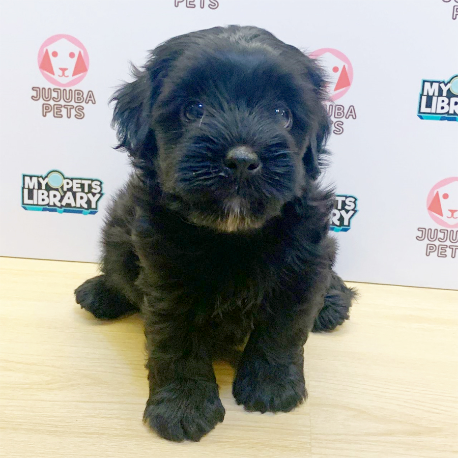 Malshipoo Puppy (Male) For Sale
