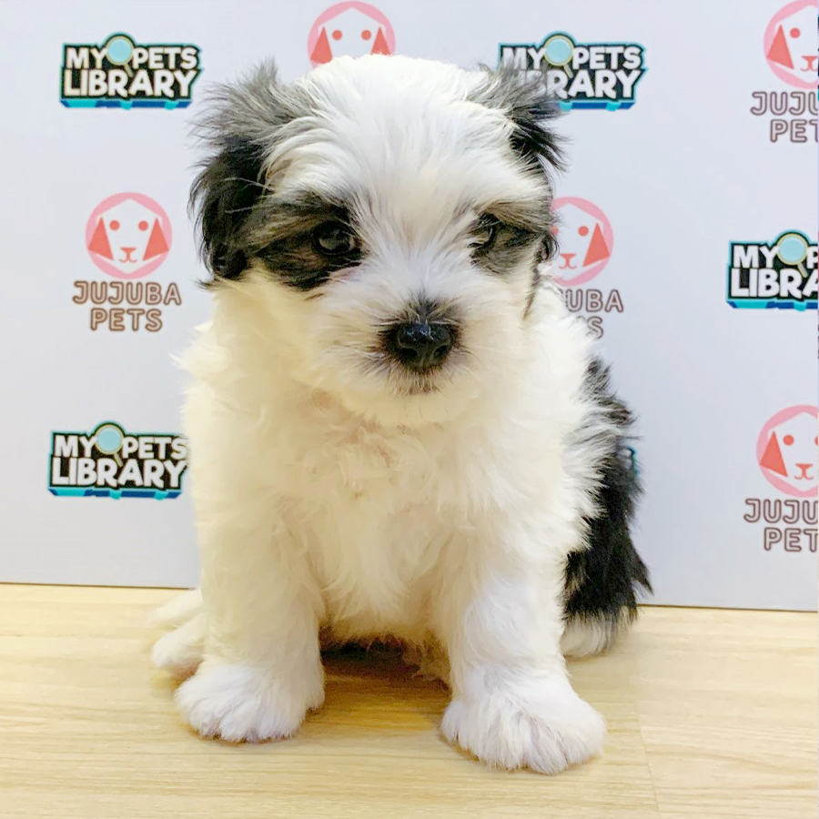 Malshipoo Puppy (Male) For Sale