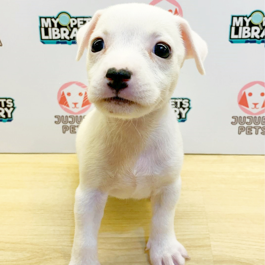 Jack Russell Puppy (Female) For Sale