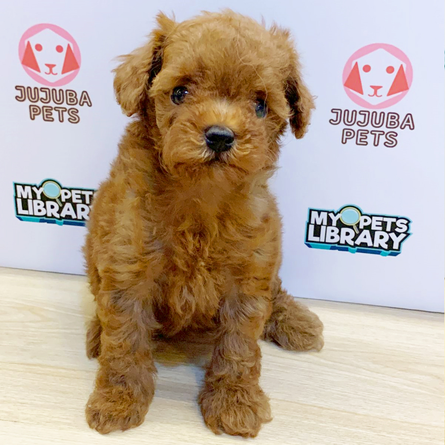 Toy Poodle Puppy (Male) For Sale