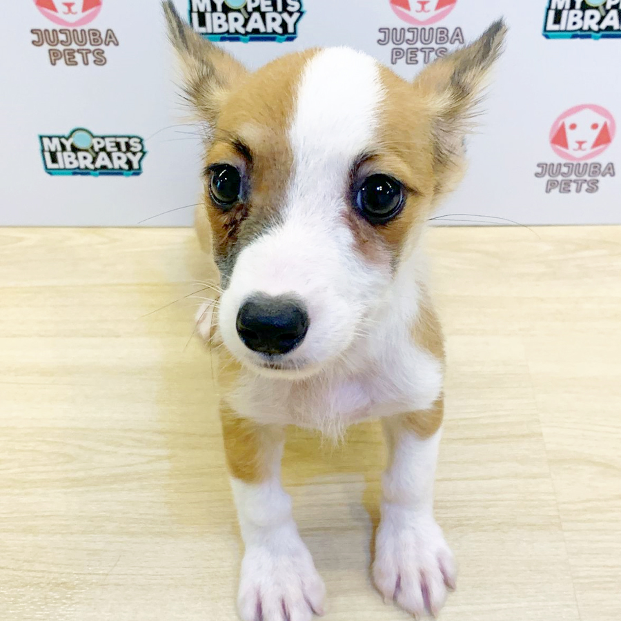 Welsh Corgi Puppy (Male) For Sale
