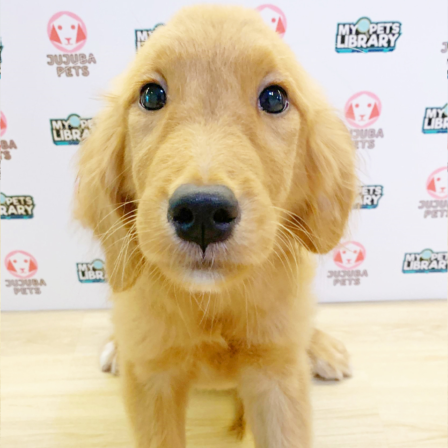 Golden Retriever Puppy (Female) For Sale