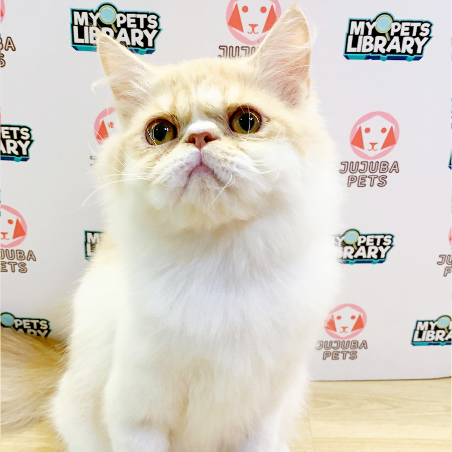 Persian Kitten (Male) For Sale