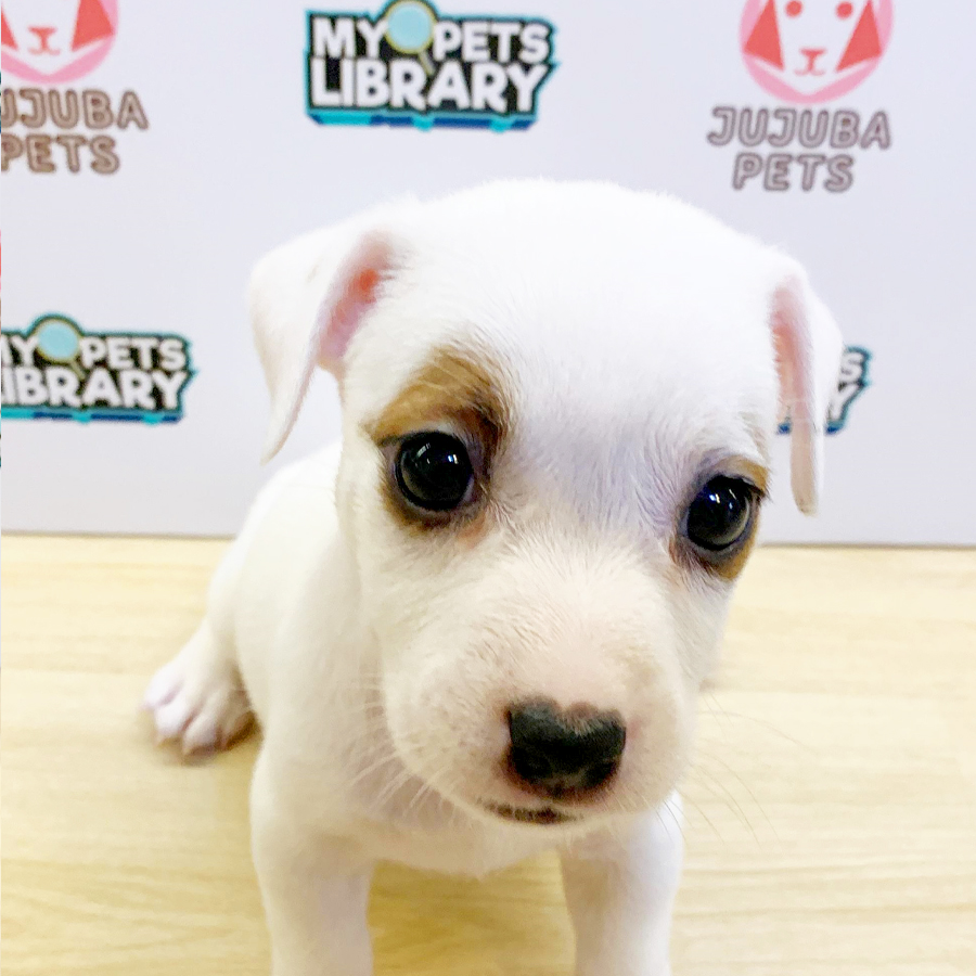 Jack Russell Puppy (Male) For Sale