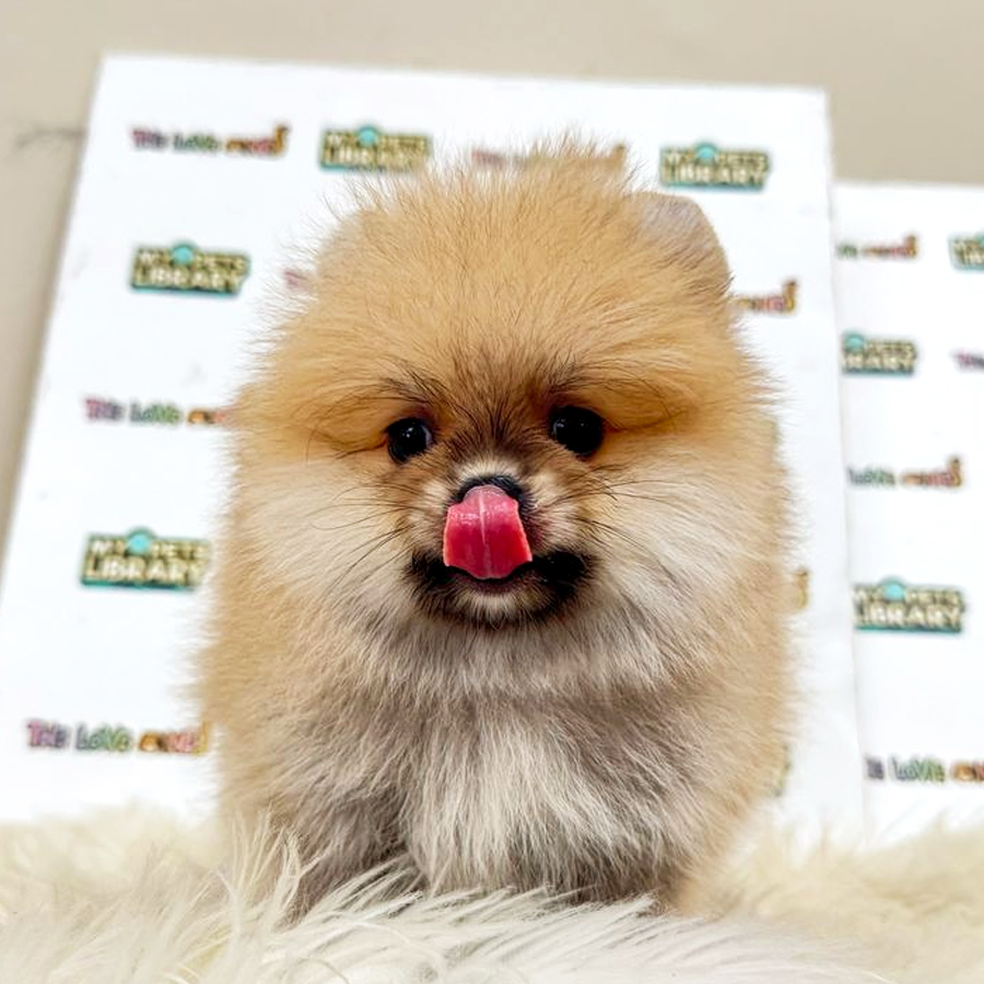 Tiny Pomeranian Puppy (Male) For Sale