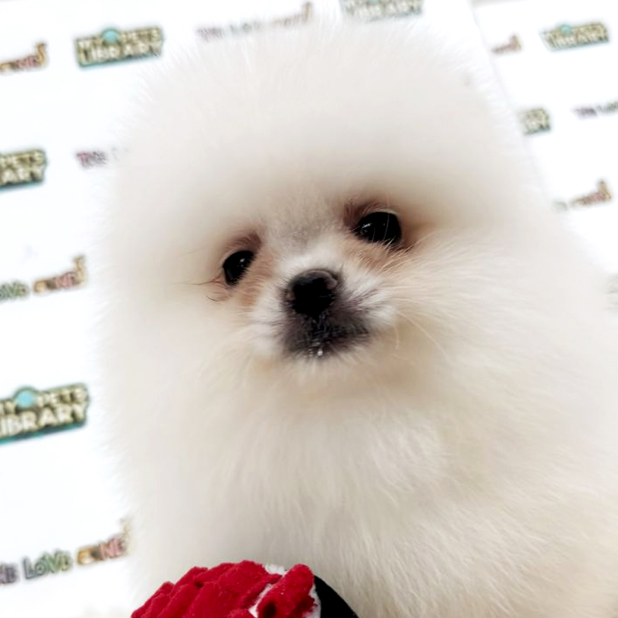 Tiny Pomeranian Puppy (Male) For Sale