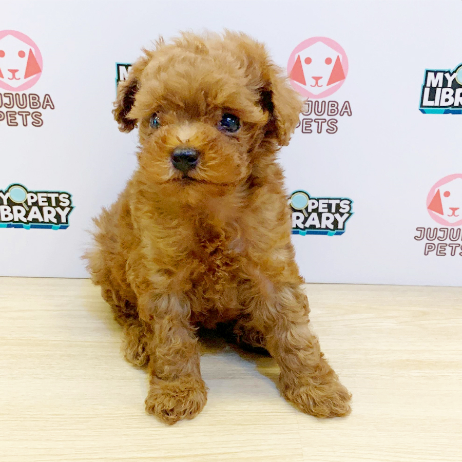 Toy Poodle Puppy (Female) For Sale