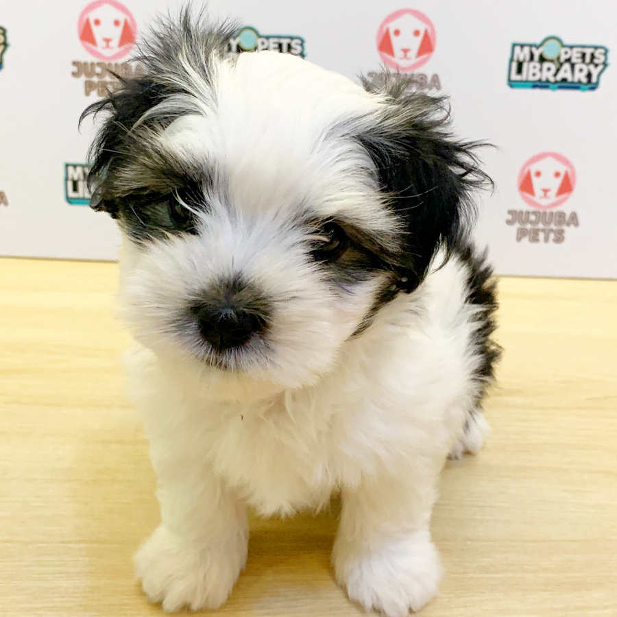 Malshipoo Puppy (Male) For Sale