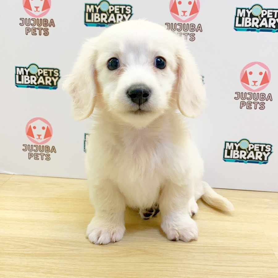 Long Coat Dachshund Puppy (Male) For Sale