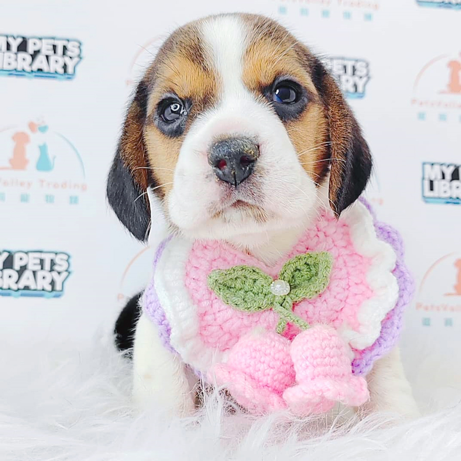 Beagle Puppy (Male) For Sale