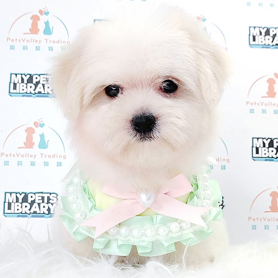 Maltese Puppy (Female) For Sale