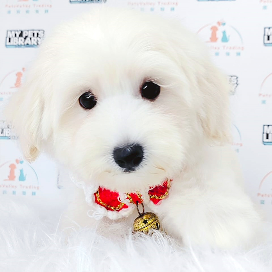 Maltipoo Puppy (Male) For Sale