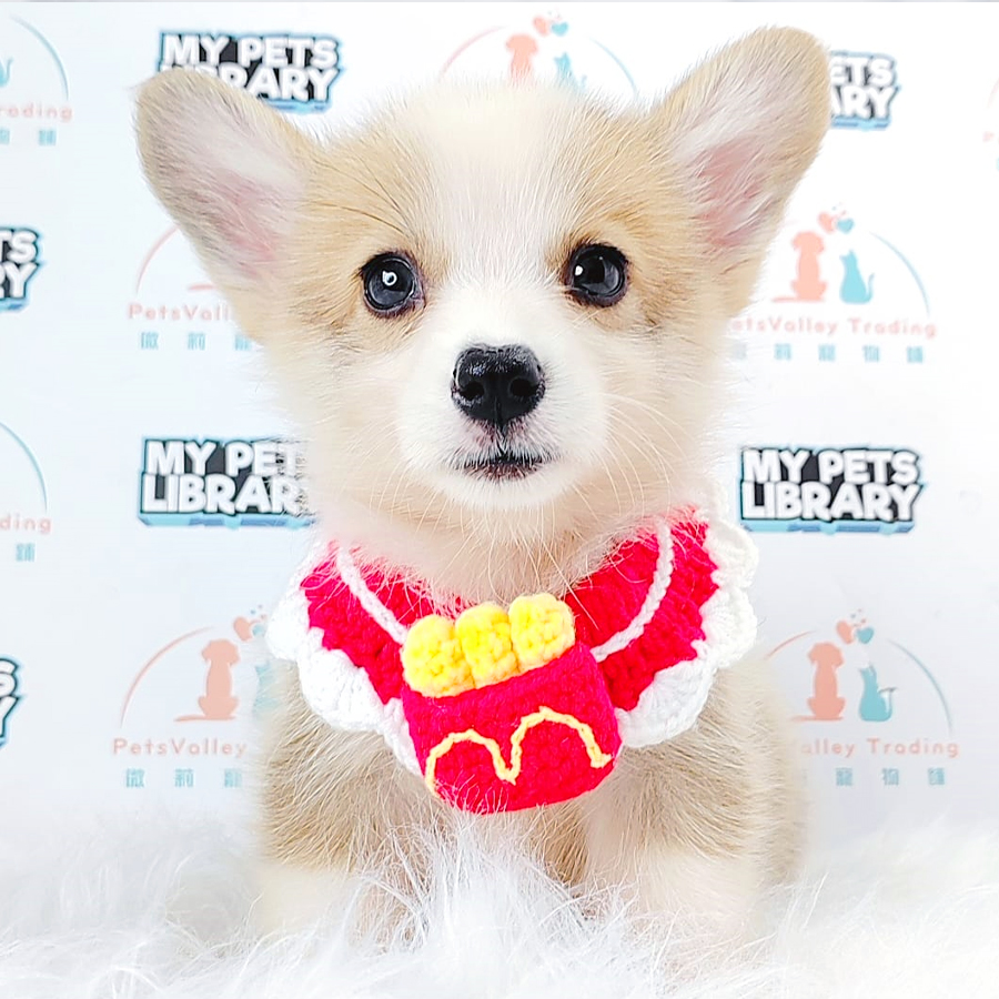 Welsh Corgi Puppy (Female) For Sale
