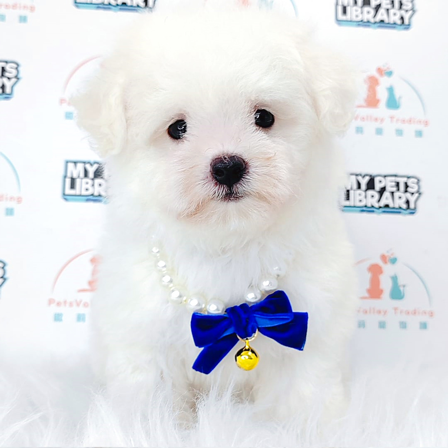 Toy Poodle Puppy (Female) For Sale