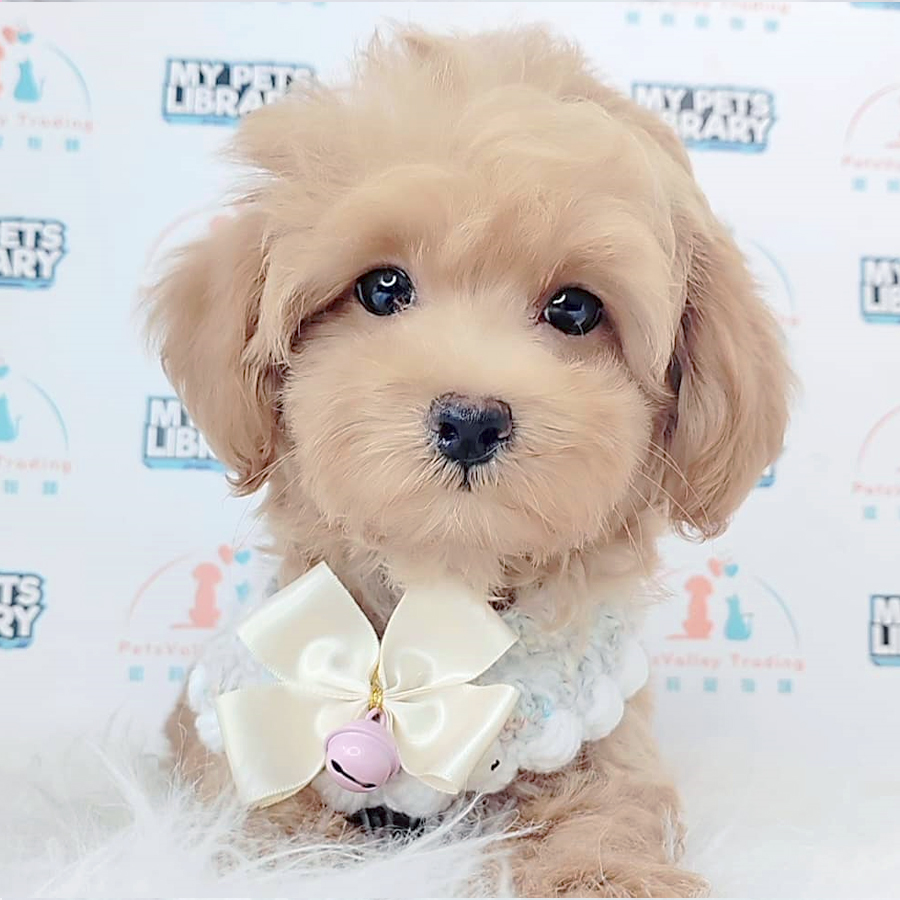 Maltipoo Puppy (Male) For Sale