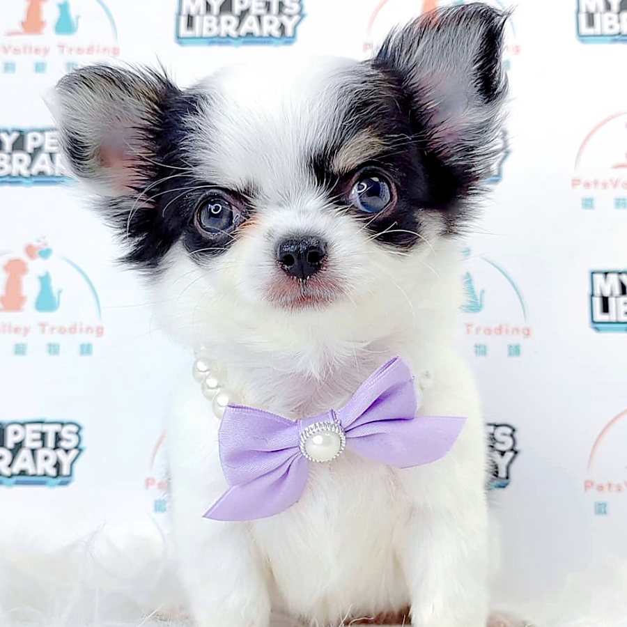 Long Coat Chihuahua Puppy (Female) For Sale