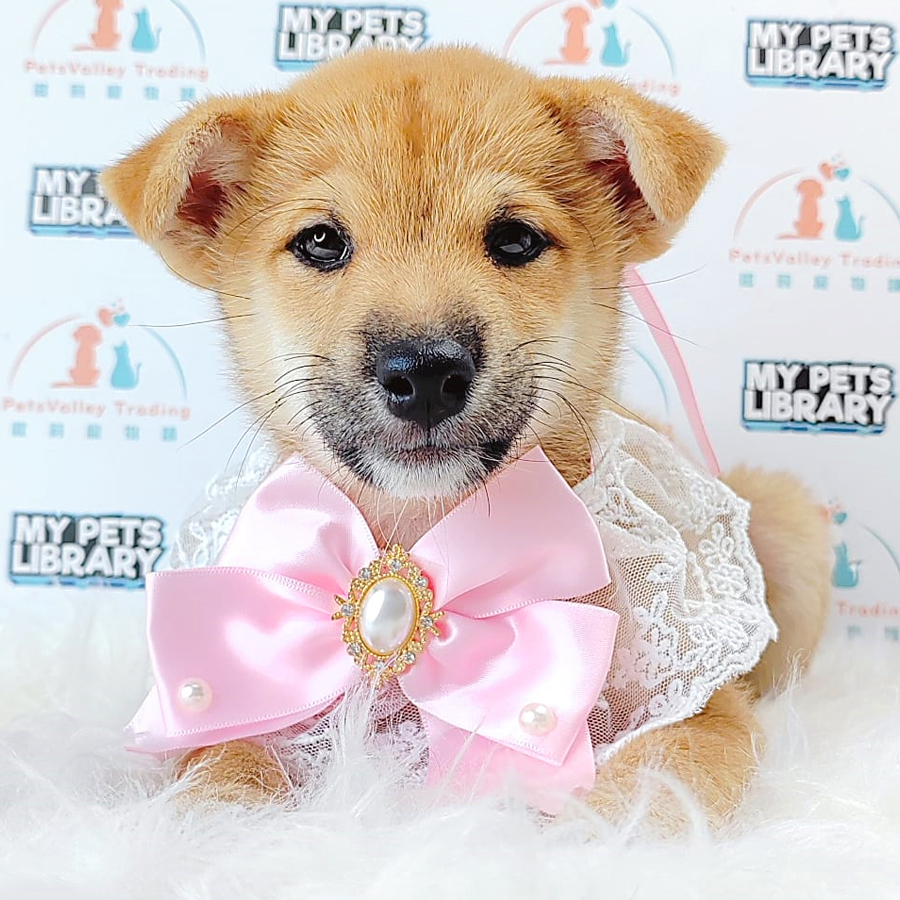 Shiba Inu Puppy (Male) For Sale