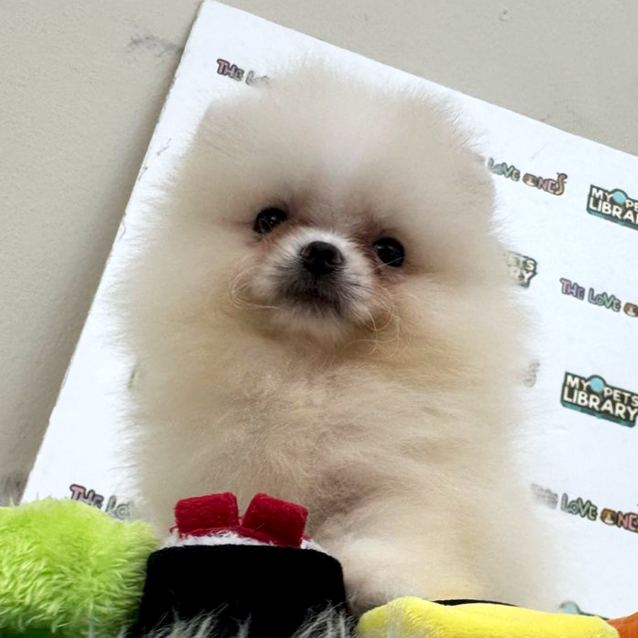 Tiny Pomeranian Puppy (Female) For Sale