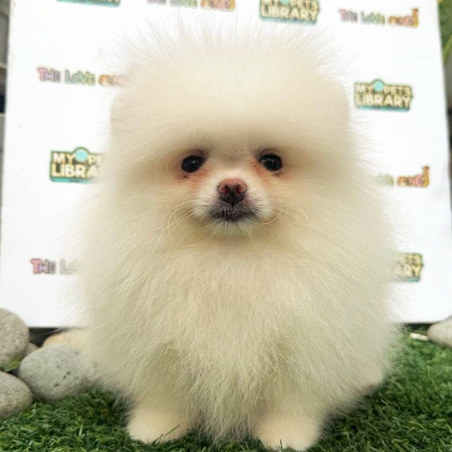 Tiny Pomeranian Puppy (Male) For Sale