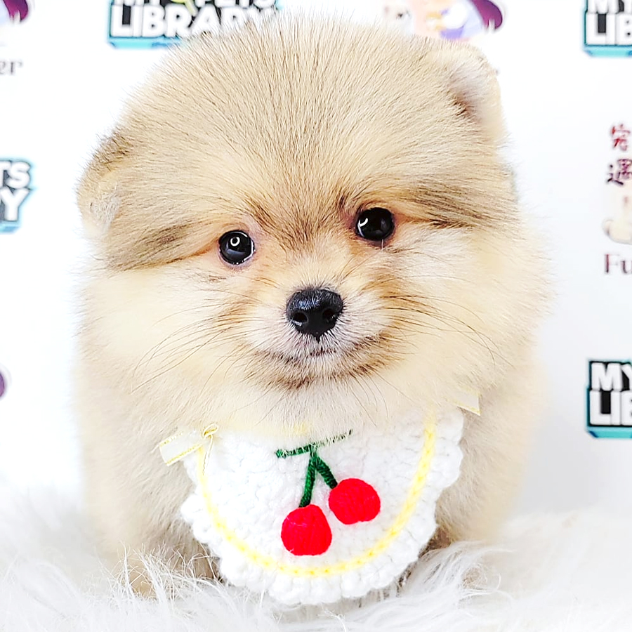 Pomeranian Puppy (Male) For Sale
