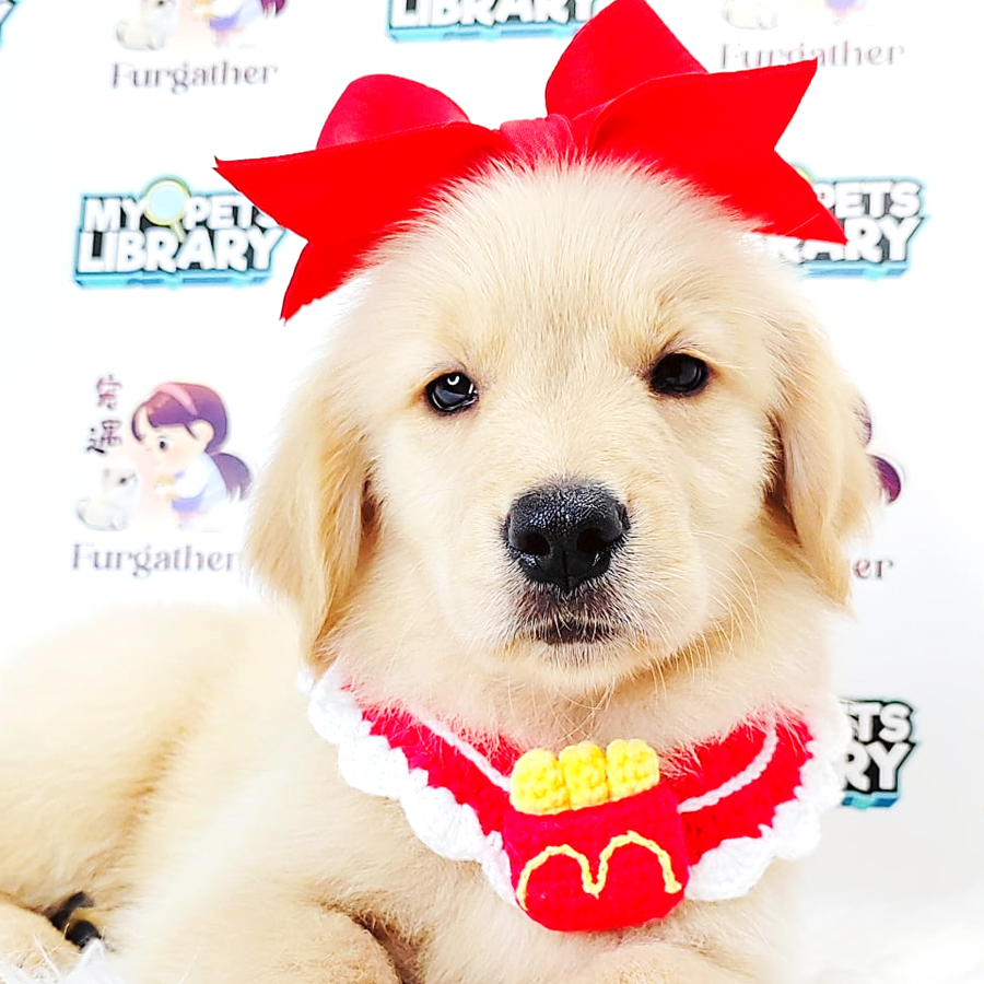 Golden Retriever Puppy (Female) For Sale