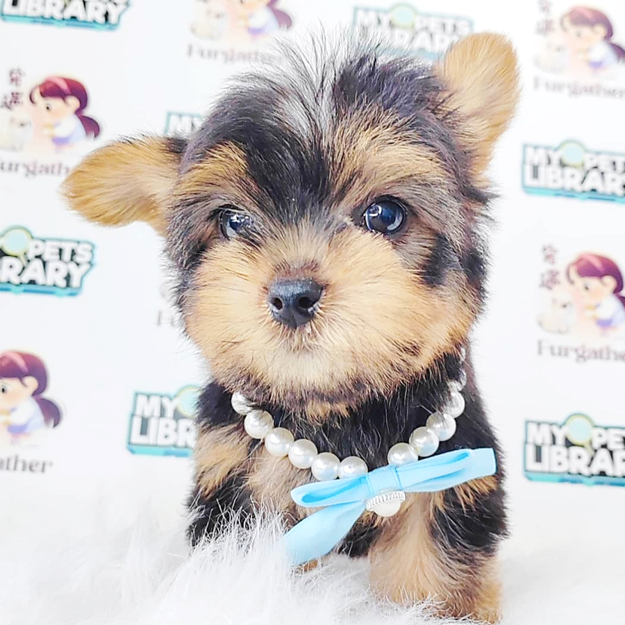 Yorkshire Terrier Puppy (Male) For Sale