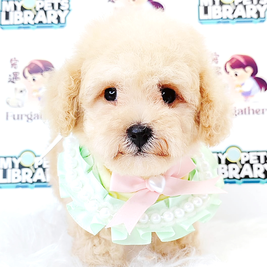 Poodle Puppy (Male) For Sale