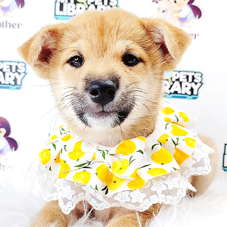 Shiba Inu Puppy (Male) For Sale