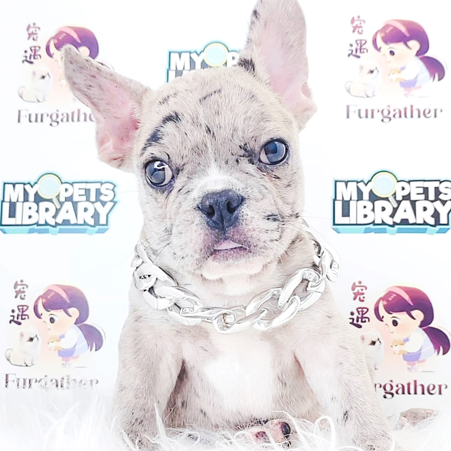 French Bulldog Puppy (Male) For Sale