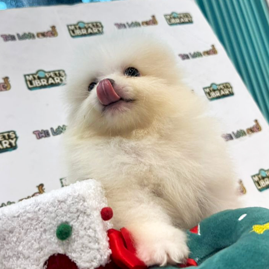 Tiny Pomeranian Puppy (Male) For Sale