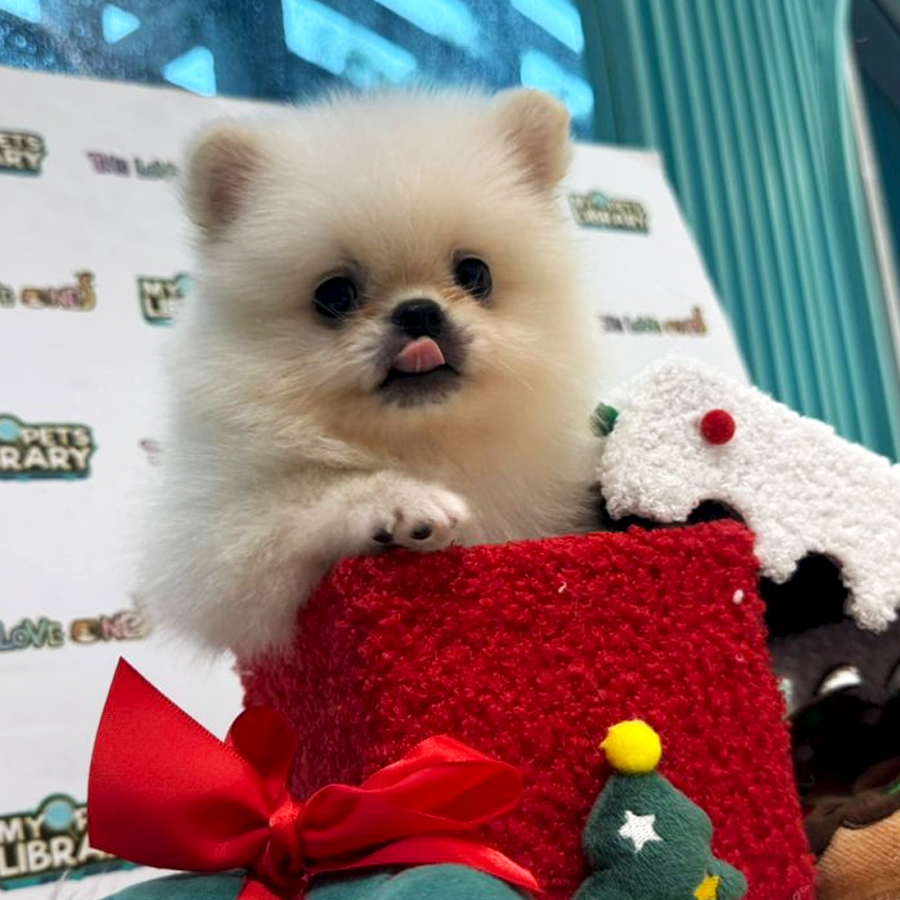 Tiny Pomeranian Puppy (Female) For Sale