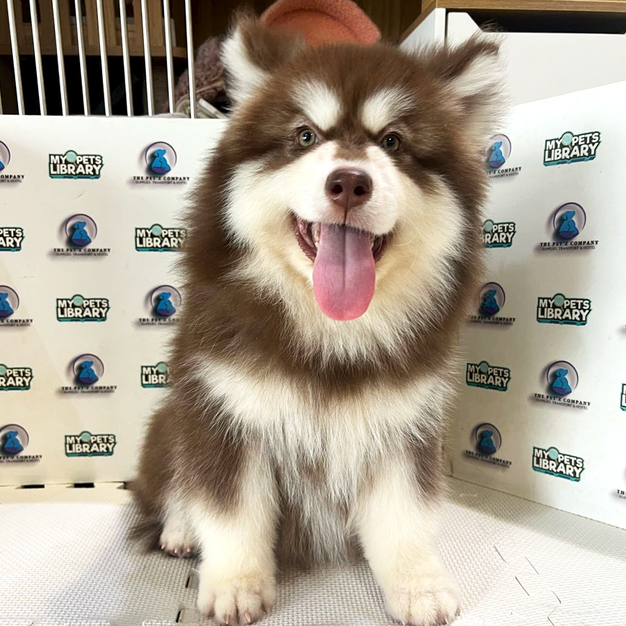 Alaskan Malamute Puppy (Female) For Sale