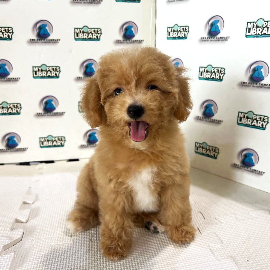 Poodle Puppy (Female) For Sale
