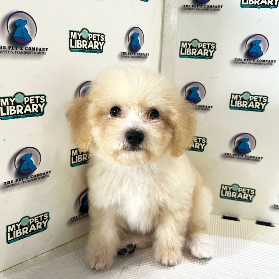 Poodle Puppy (Male) For Sale