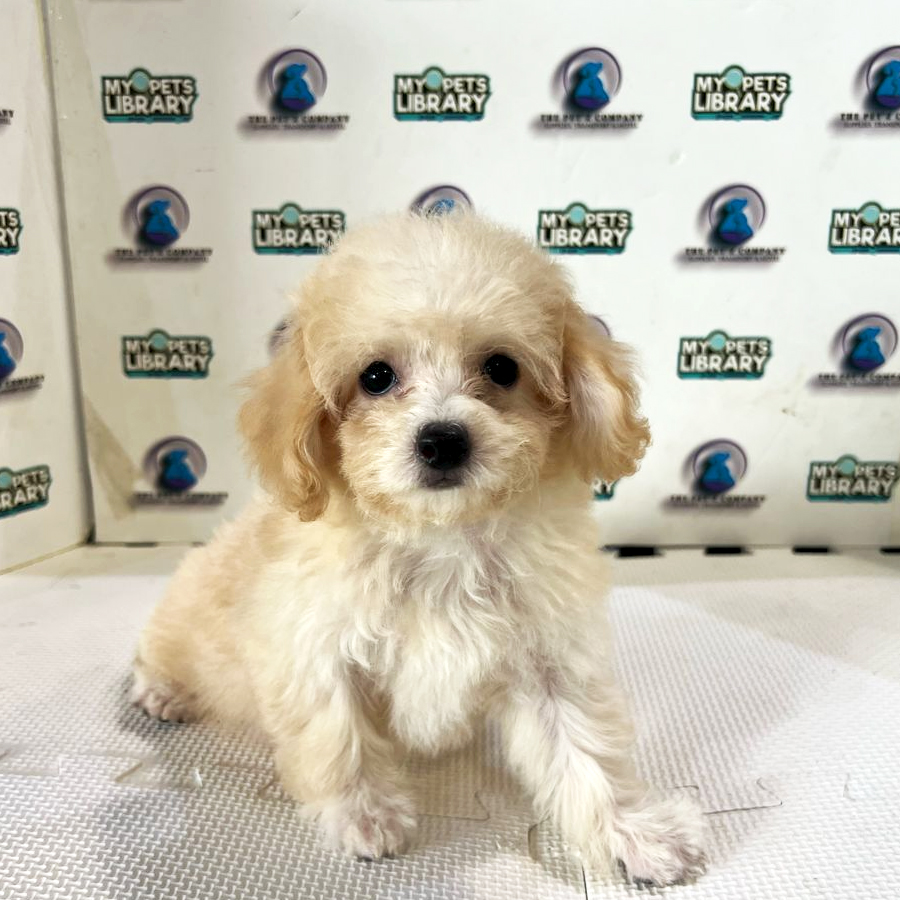 Poodle Puppy (Female) For Sale