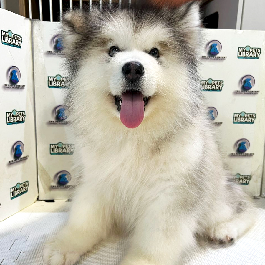 Alaskan Malamute Puppy (Female) For Sale