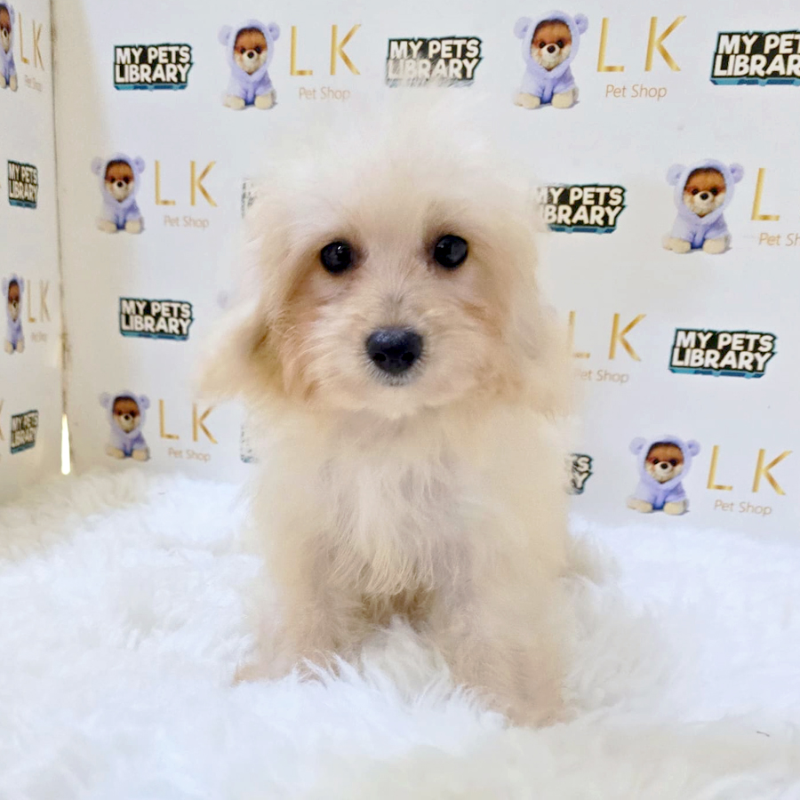 Maltipoo Puppy (Female) For Sale