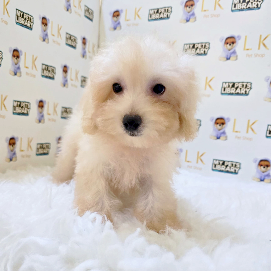 Maltipoo Puppy (Male) For Sale