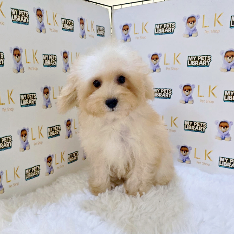 Maltipoo Puppy (Female) For Sale