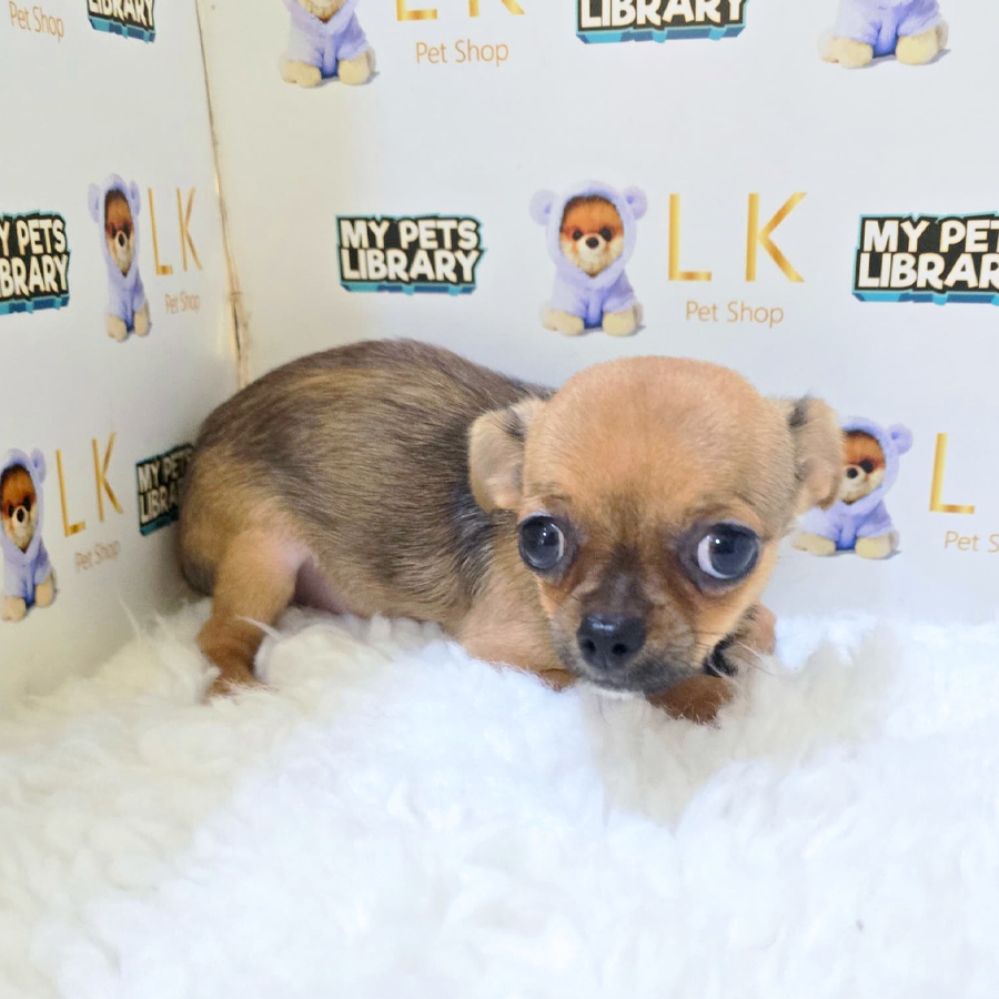 Chihuahua Puppy (Female) For Sale
