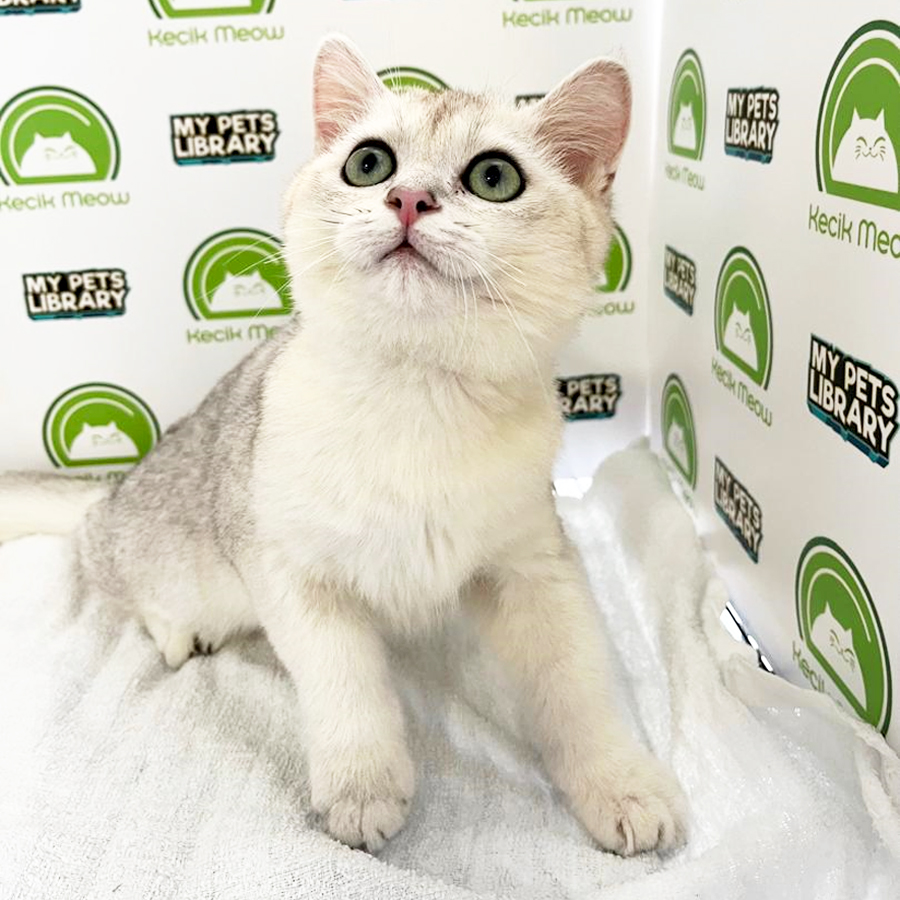 British Shorthair Kitten (Male) For Sale