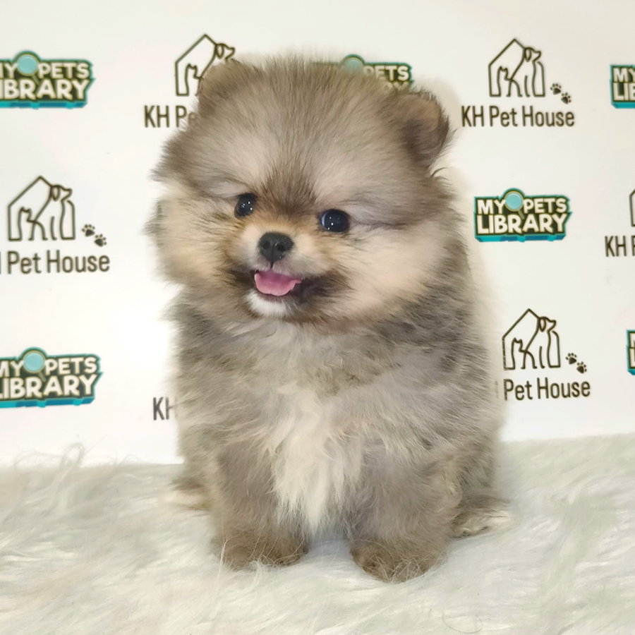 Pomeranian Puppy (Male) For Sale