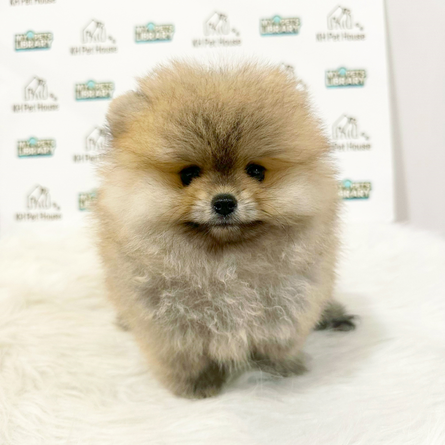 Pomeranian Puppy (Female) For Sale