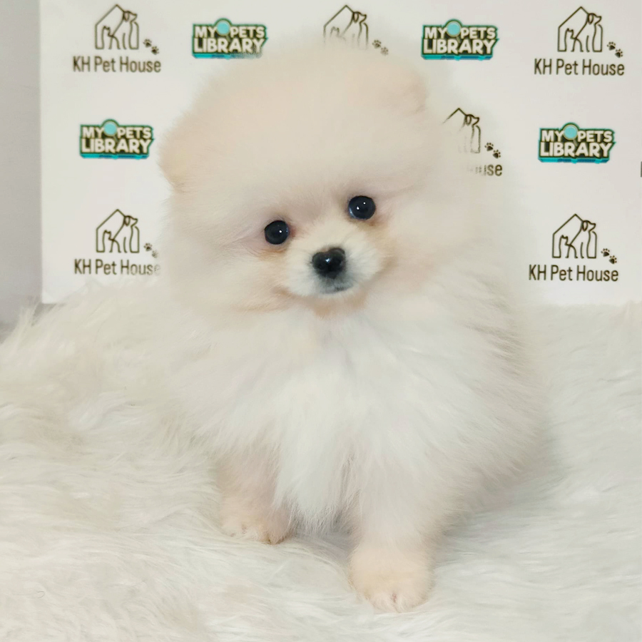 Pomeranian Puppy (Male) For Sale